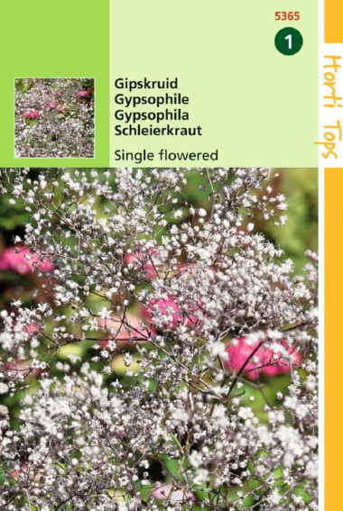 Baby's Breath (Gypsophila paniculata) 600 seeds HT